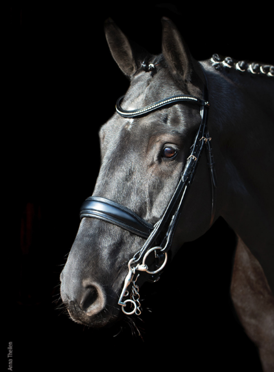 Schockemhle Milan Anatomic Double Bridle